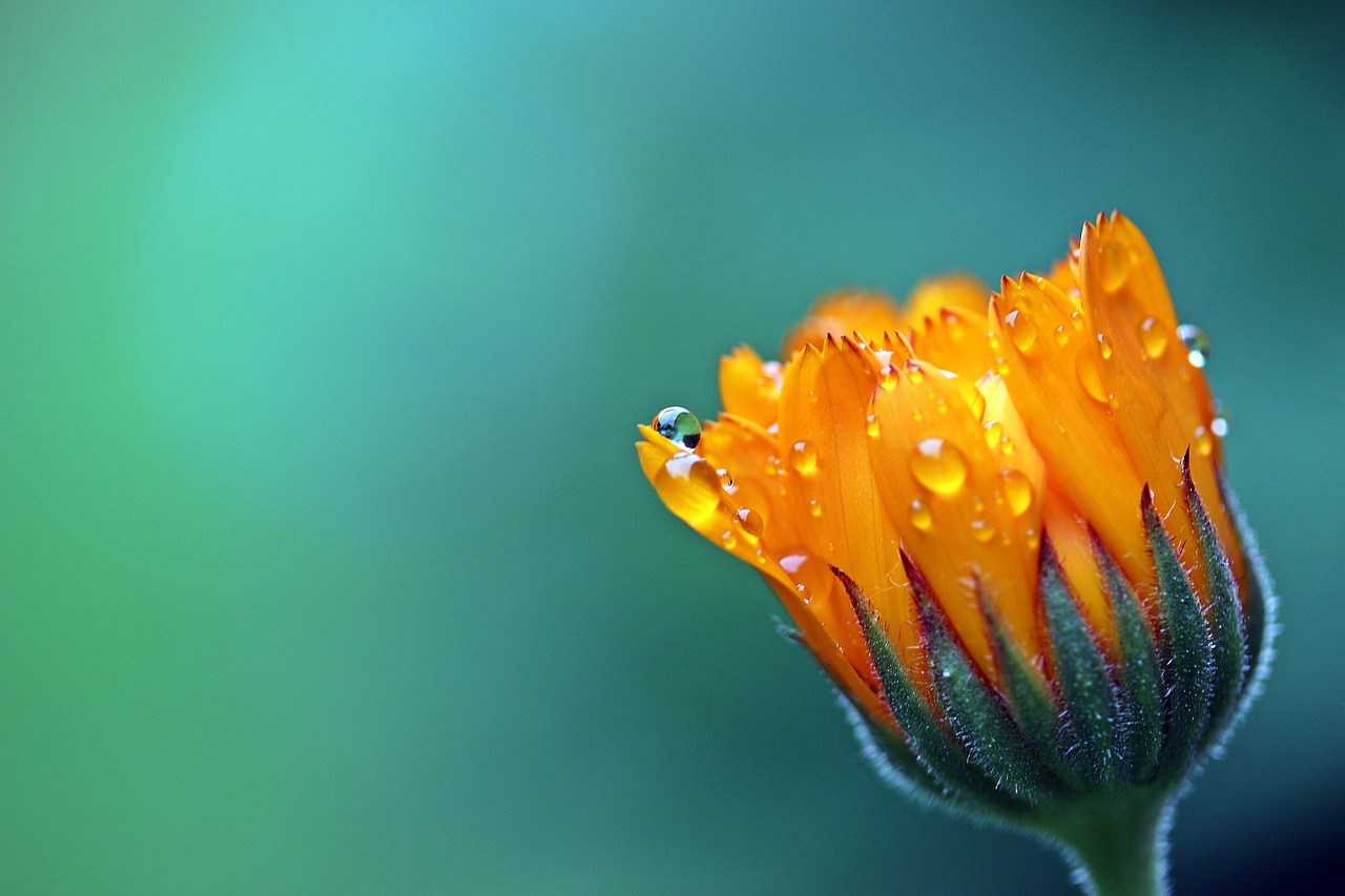 marigold, flower, beautiful flowers-1568646.jpg