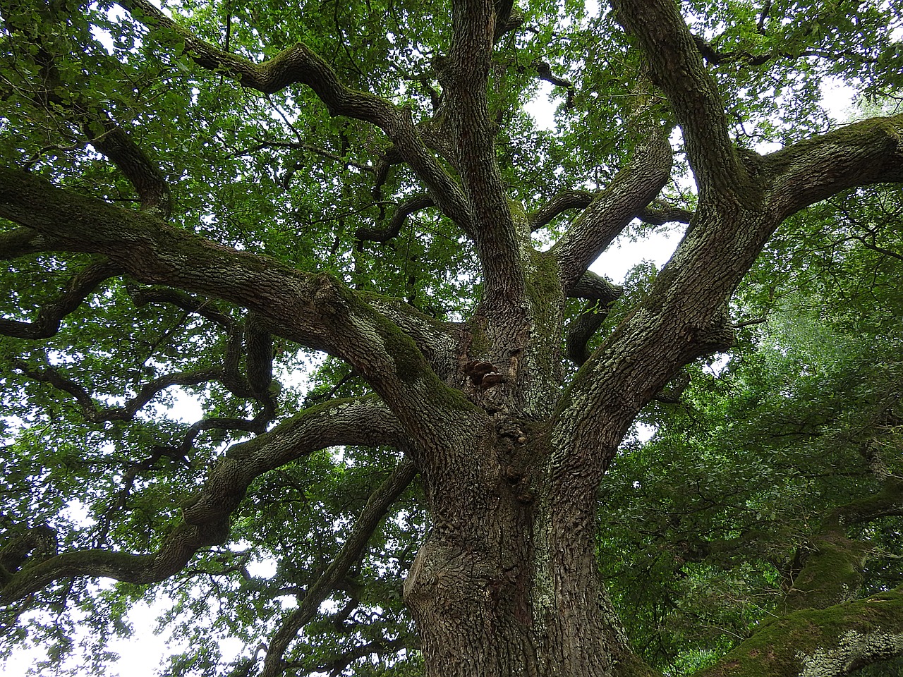 tree, oak, nature-893273.jpg