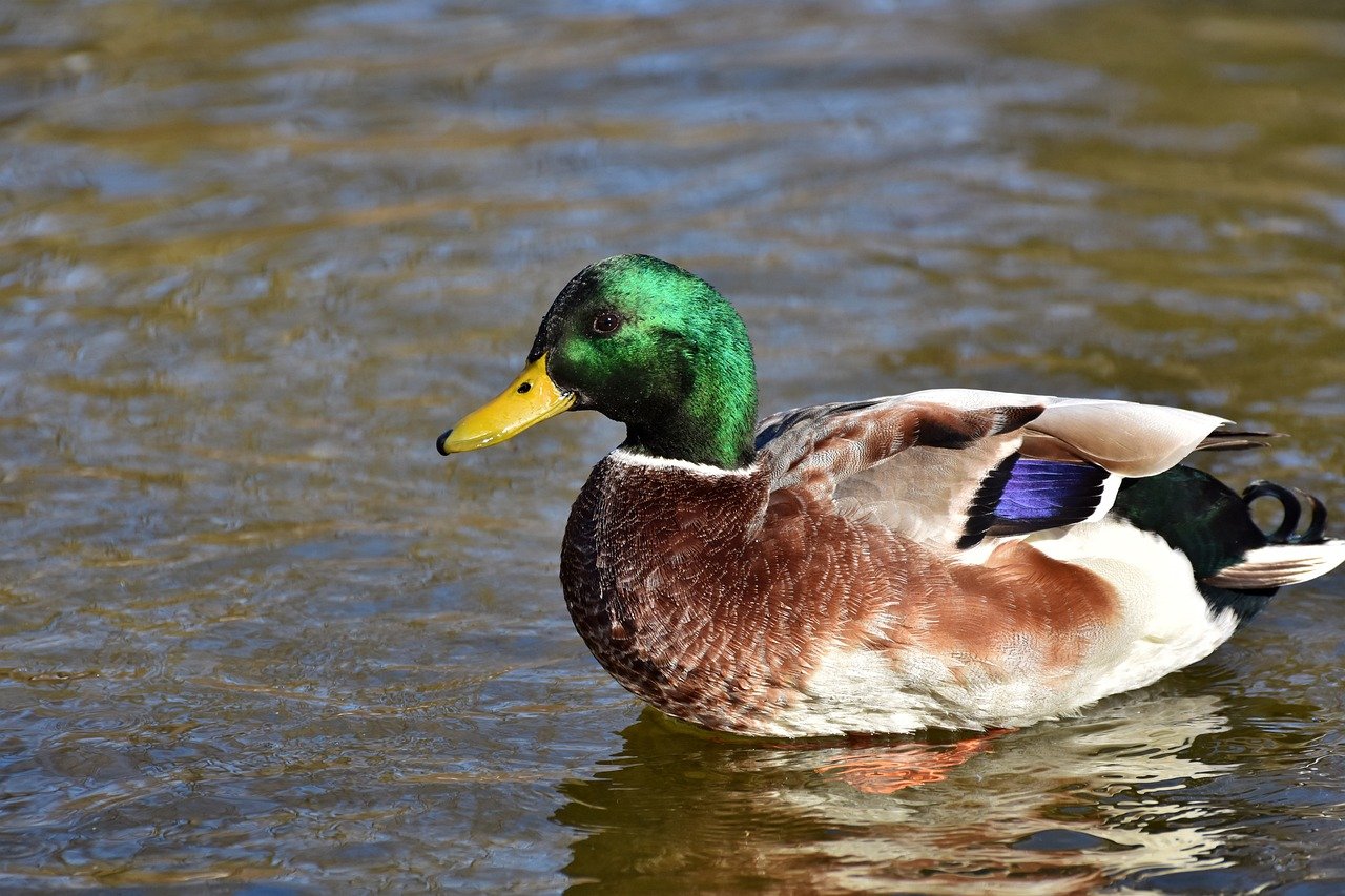 duck, mallard, bird-8309682.jpg
