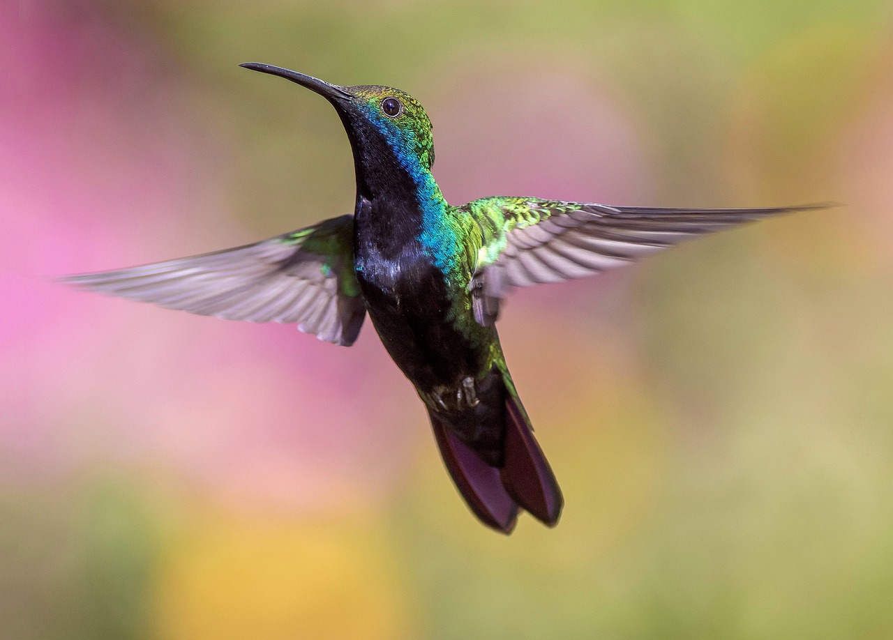 hummingbird, bird, flight-1854225.jpg